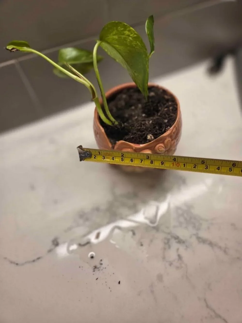 Pottery peice pink color plant pot with gold pothos
